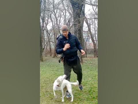 дрессировка собак как дрессировать собаку трюки с собакой Команды для ...
