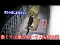 水も凍る夜は野良猫も寒すぎてヒーターハウスへ一直線