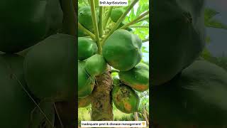 Pest and disease management is key #pawpaw