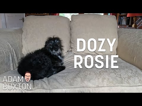 Dozy Rosie | Adam Buxton