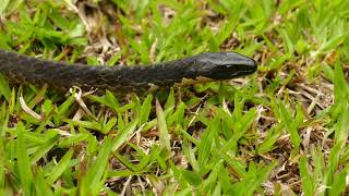 Cobra-cipó ou surucucu-facão (Chironius scurrulus)-adulta