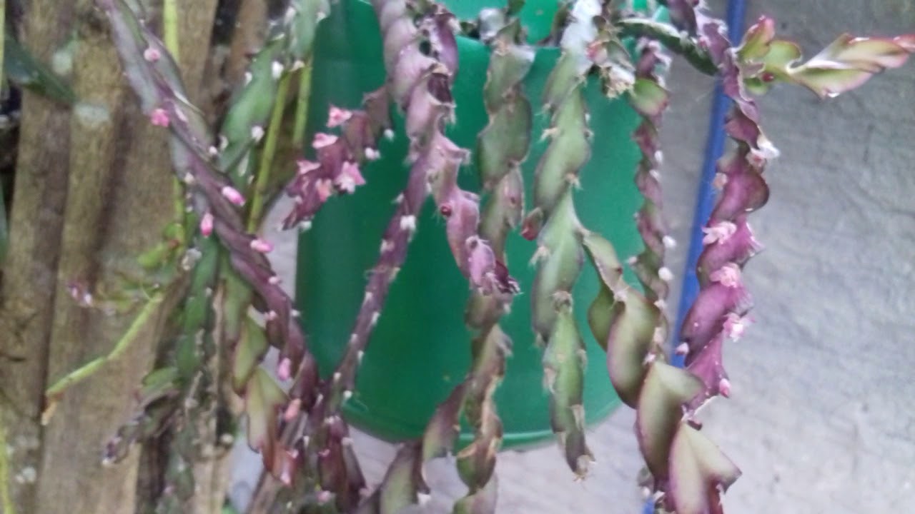 Mostrando cacto parafuso pendente ou rhipsalis 🌵🌱 - thptnganamst.edu.vn