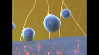 Mastering Biology BioFlix Animation Tour of an Animal Cell
