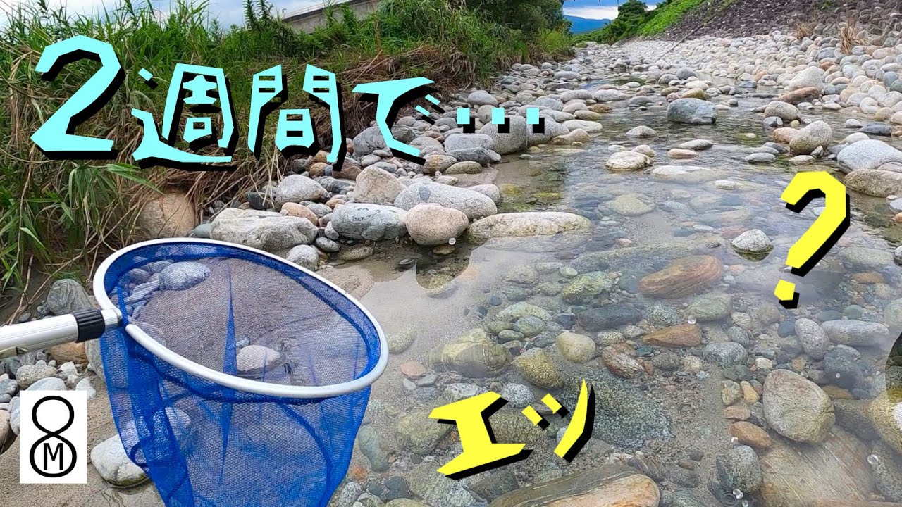 干上がる川でガサガサ。エッ、２週間で…？