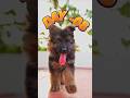 Day 8 Vibe வேற லெவல் 😎🎧 Karuppan 8th Day Photos and Video #karuppandog #gsd #cutepuppy