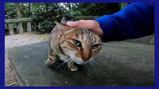 ナデナデすると喜んでゴロンゴロン転がる野良猫