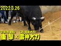 雷神大力(元：天龍大力)ｘ重撃(元：前の誉 金剛山) 2023.3.26　【沖縄闘牛】