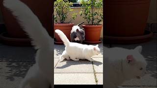 “Pitbull vs Angry Cat 😳🔥 The Moment No One Expected!”