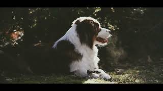 Film about 4 dogs ❤ Cinematic video