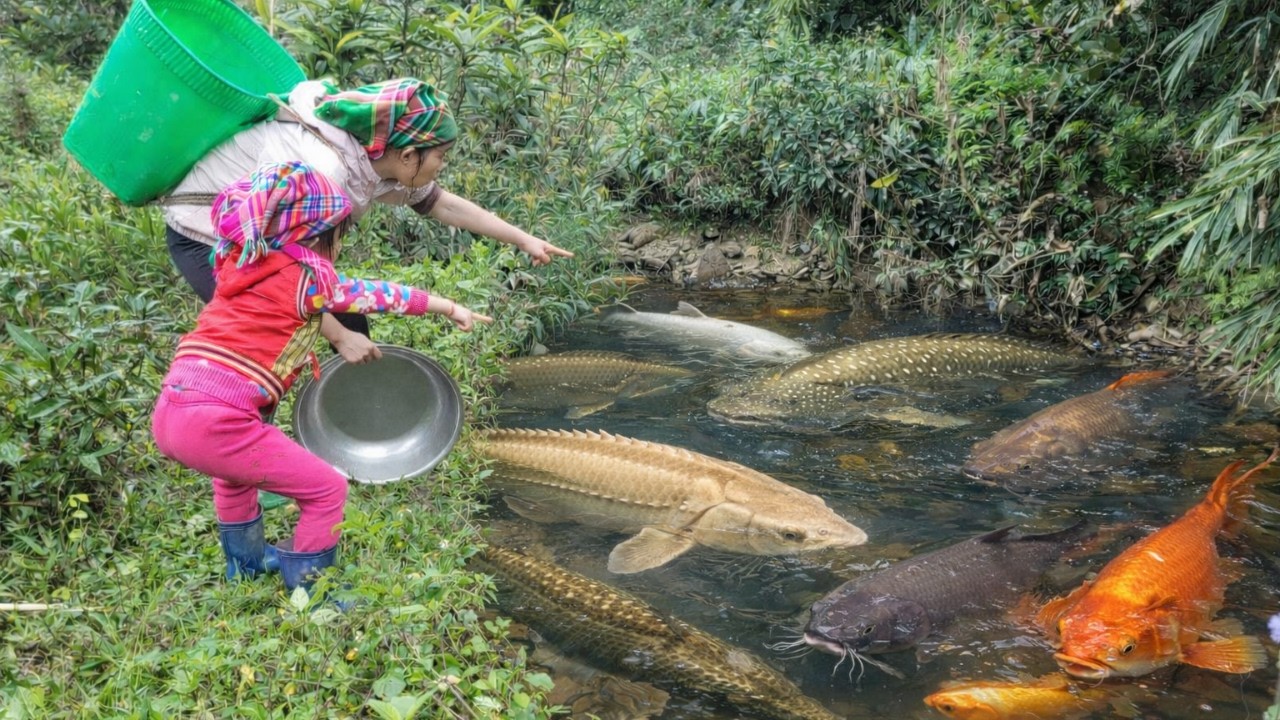Meet the giant fish. Single mother catching many giant fish. Fish ...