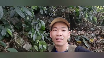 Đặc sản rừng núi tập 1 ( thịt chuột xào xả ớt)