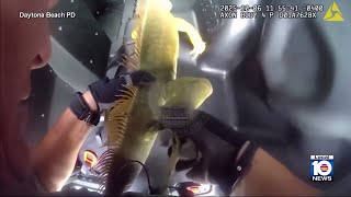 Police officers help remove iguana in Daytona Beach