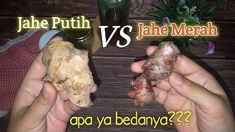 Perbedaan Jahe Putih dan Jahe Merah