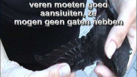 Gierzwaluw, Apus Apus, Common Swift. Lange weg naar Afrika - It