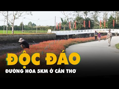 Video Đoạn đường 5km đầy hoa và tiểu cảnh cho khách 'check... - youtube