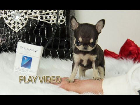 Adorable Black Chihuahua Teacup Puppies