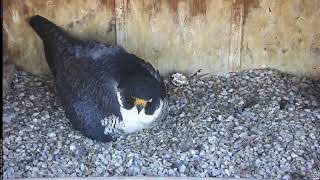 Main Camera - 05/10/26