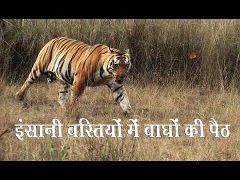 Ill fated Fishers Suffering Repeated Tiger Attacks in Sundarbans