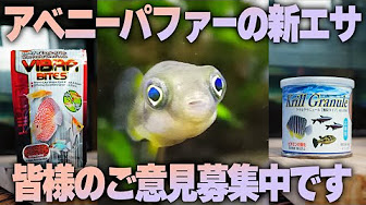 アベニーパファー動画 Youtube