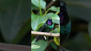 Tourmaline Sunangel Hummingbird #shorts