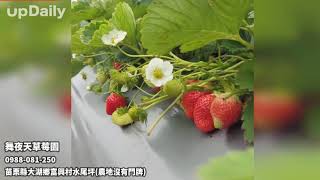 舞夜天草莓園 苗栗大湖草莓園 大湖鮮採草莓 苗栗草莓採購