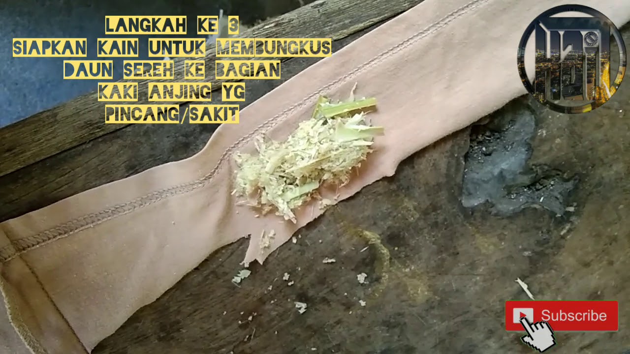 Mengobati kaki anjing yang pincang dengan daun sereh 