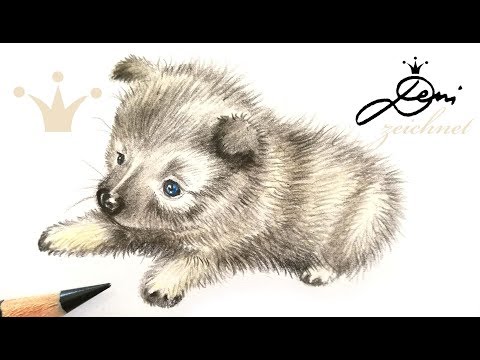 Wolfsspitz Welpe zeichnen🐕 Hund malen 🐶 How to Draw a Puppy 🐕 Comment dessiner un chiot