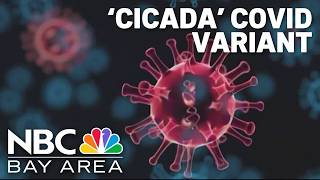 New ‘Cicada' COVID variant raises concerns as summer approaches