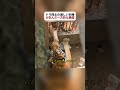 トラ同士の激しい対峙が生んだ一方的な展開 #野生動物 #トラ #動物の生態 #fyp #foryou