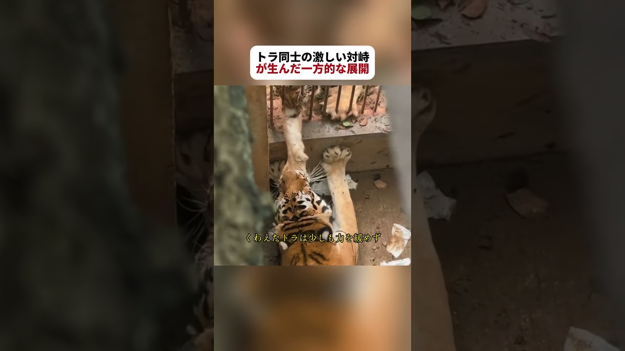トラ同士の激しい対峙が生んだ一方的な展開 #野生動物 #トラ #動物の生態 #fyp #foryou