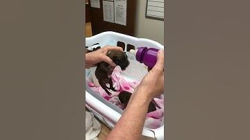 How to bottle feed a puppy