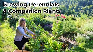 Growing Perennials & Companion Plants: tips for organic pest-free food, medicinals & healthy soil