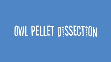 Dissect an Owl Pellet
