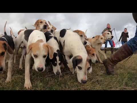 Video: Spanien Dyrerettighedsgrupper Opfordrer Til Forbud Mod Jagt Med Hunde