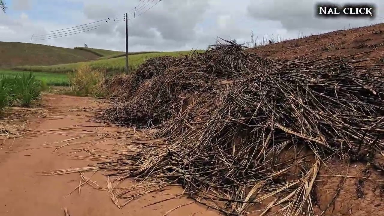 Últimos cortes de cana do engenho cipoal 