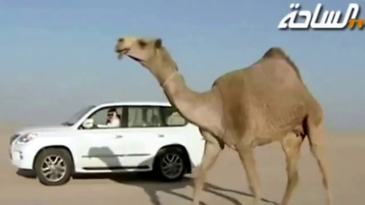 جلادات منقية الشيخ/سعود بن خالد بن سعود بن حثلين