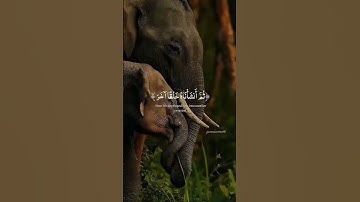 ارح سمعك وقلبك بتلاوه الشيخ ياسر الدوسري #الشيخ_ياسر_الدوسري #quran #اكسبلور #explore