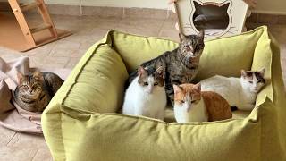 One of These Cats Never Gets off This Giant Bed to Not Lose Her Spot