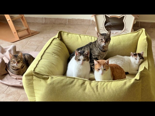 One of These Cats Never Gets off This Giant Bed to Not Lose Her Spot