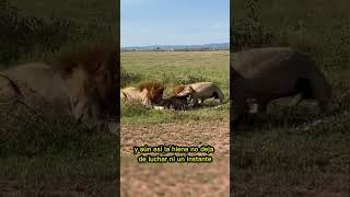 león ataca ferozmente a la hiena #wildlife #animals #animallife #animales #salvaje #lion #viral