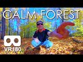 Calm Forest: 12 Minutes of Peace &amp; Tranquility in VR / VR180