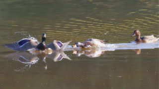 Mallard Drake Fights Off Another and Shows Off!