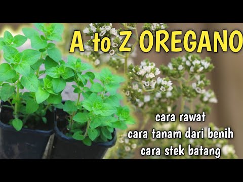 Video: Tumbuhan Oregano Emas - Menanam Herba Oregano Emas Di Taman