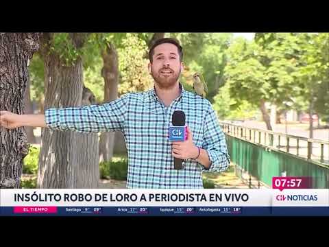 Pájaro roba audífono a un reportero