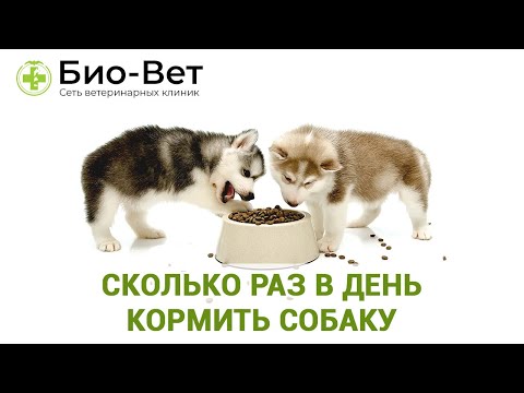Сколько Раз В День Кормить Собаку 🍖// Режим Питания Собаки // БИО-ВЕТ