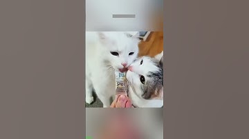 Funny Cat 😅 Cat videos Compilation 😻 # Ep 5263