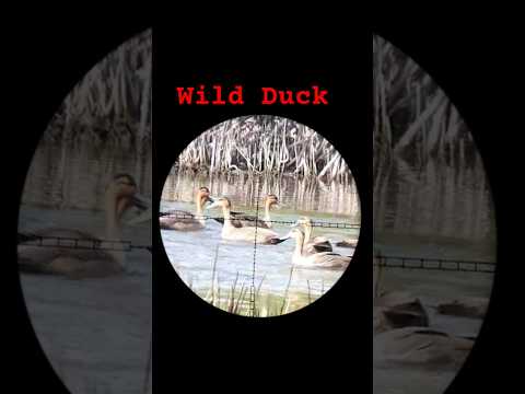 OVERLOAD SPOT #birdhunting #hunter #x4rafhunter #birds #wildducks #viralvideo #shortvideo #viral