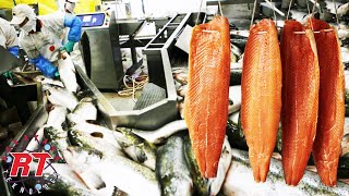 Tahapan Proses Peternakan Salmon Modern Yang Terkenal di Norwegia Yang Menarik dan Luar Biasa
