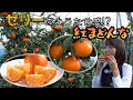 食感がゼリー⁉みかんの国代表 紅まどんな