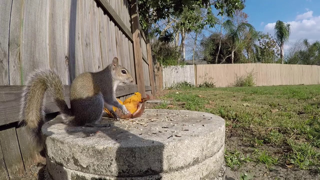 Eastern Gray Squirrel Squirrels eating a Sweet Potato up close with visit from bird and cat